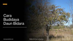 Cara Budidaya Daun Bidara