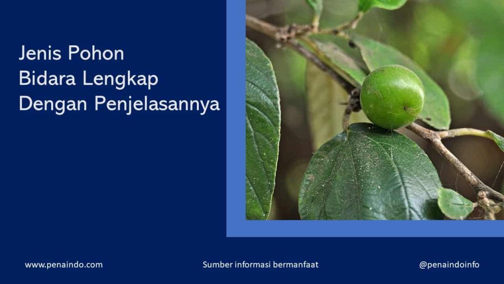 5 Jenis Pohon  Bidara Lengkap Dengan Gambarnya