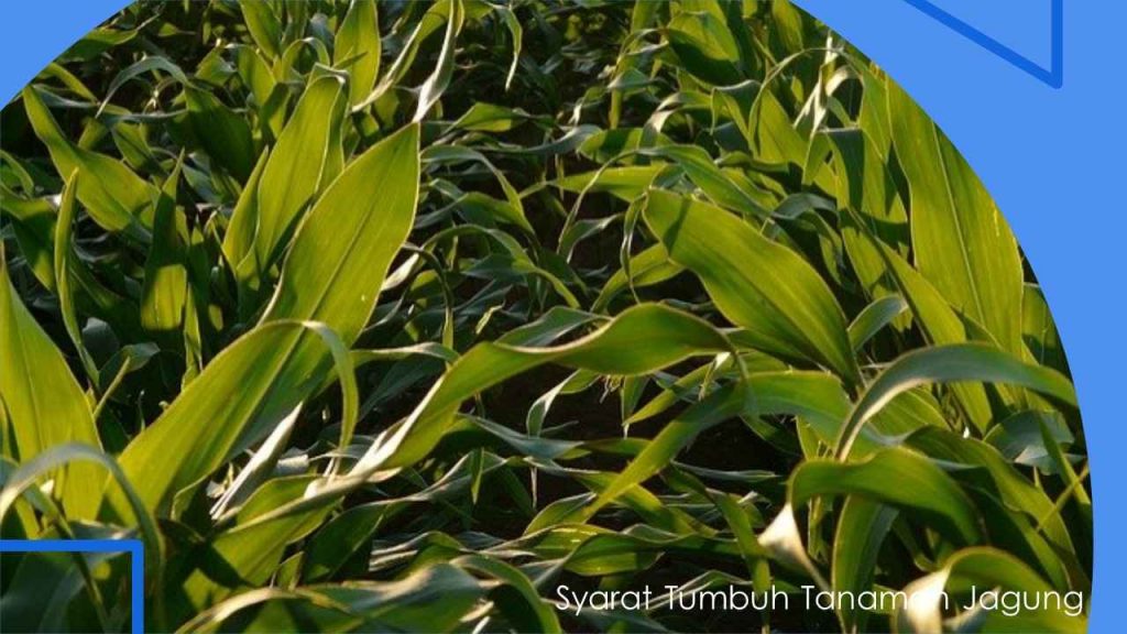 √ Syarat Tumbuh Tanaman Jagung Agar Hasil Lebih Melimpah