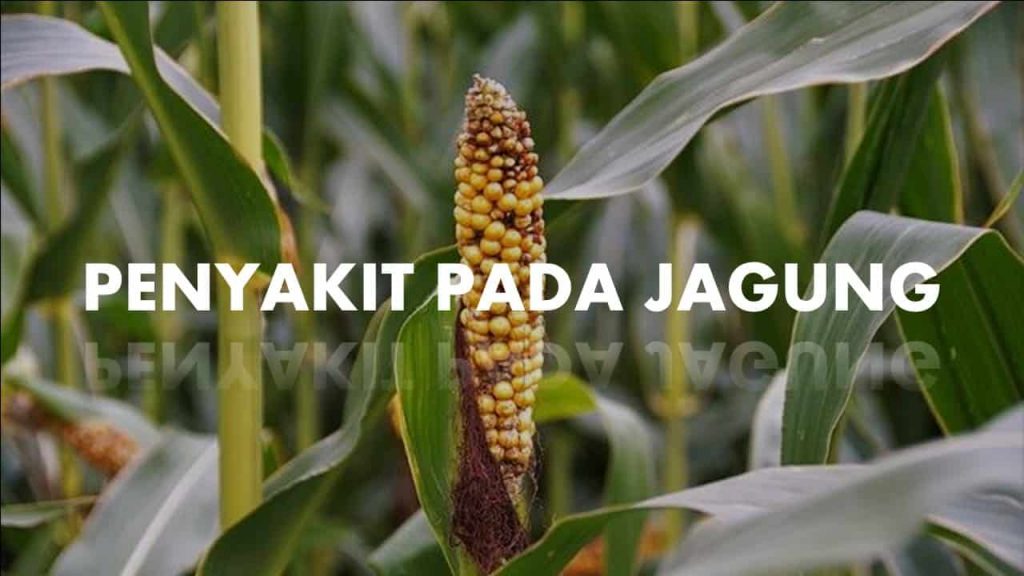 √ Kenali 7 Penyakit Pada Jagung Dan Cara Mengatasinya Lengkap