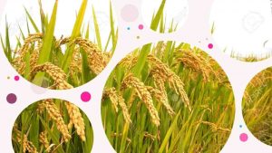 sejarah tanaman padi