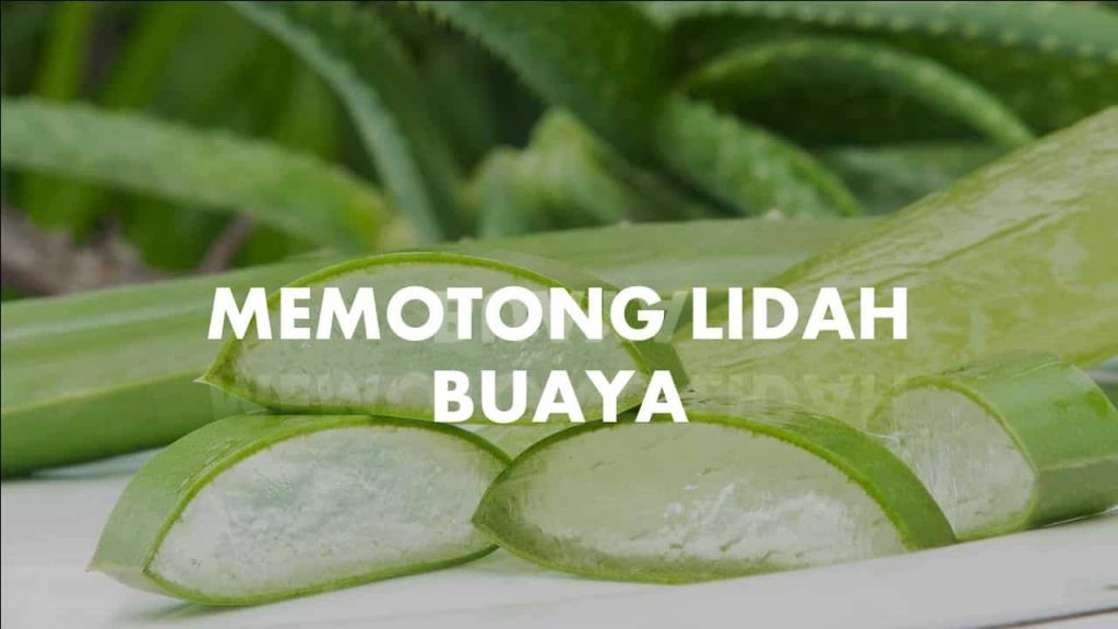  Cara  Memotong Lidah  Buaya  dan Bagian Yang Harus di Pangkas