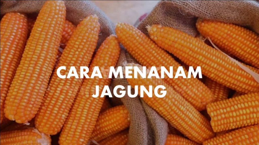 √ 5 Panduan Cara Menanam Jagung Yang Baik Dan Benar Lengkap