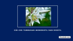Perbedaan Tumbuhan Monokotil dan Dikotil